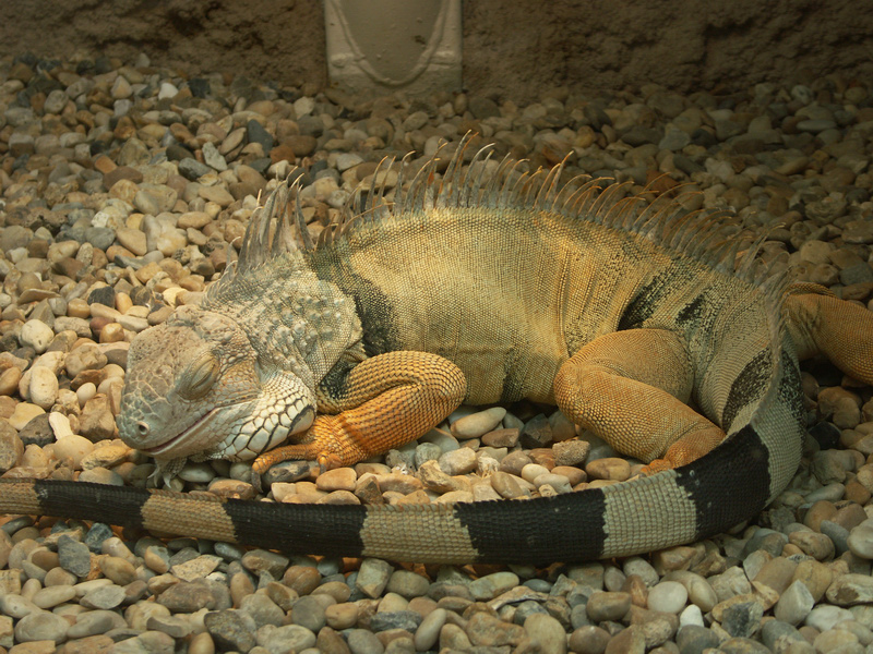 2005_08_Zoo_Palmyre_084.jpg