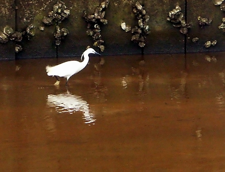 Aigrette.jpg