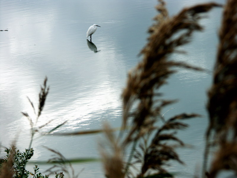 Aigrette_solitaire.jpg