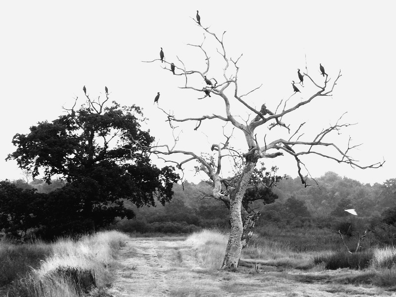 Arbre_aux_oiseaux_2.jpg