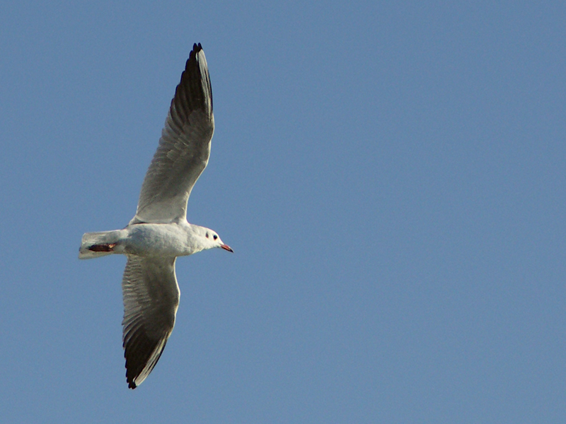 BDC_Mouette.jpg