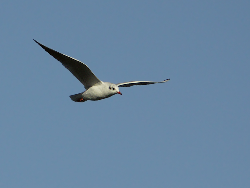 BDC_Mouette_2.jpg