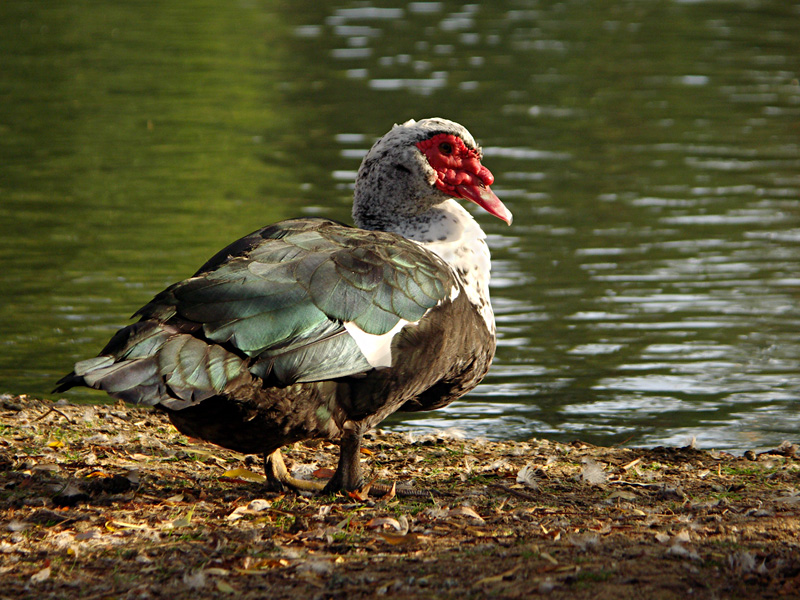 BDC_Oiseau_02.jpg
