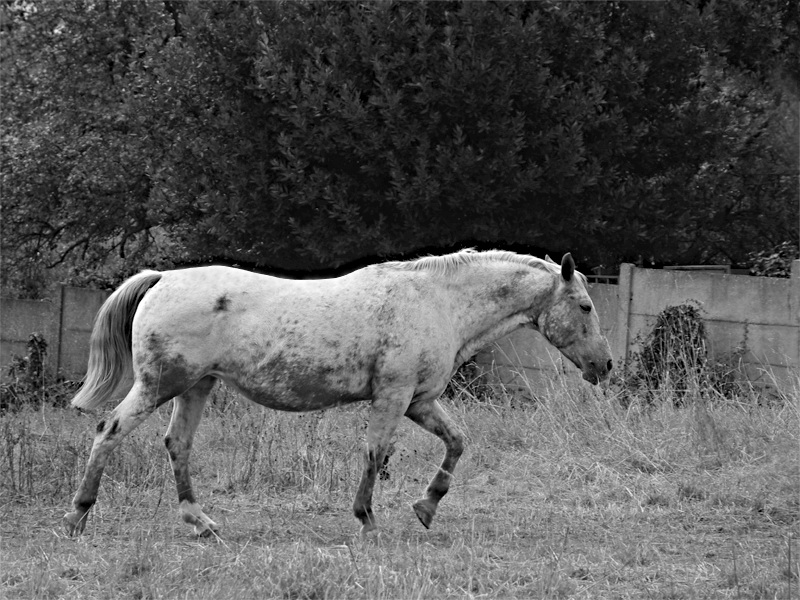 BDC_cheval_2.jpg