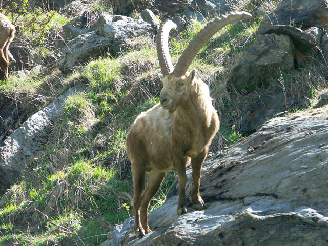 Bouquetin3.jpg