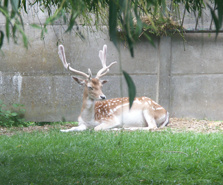 CERF.jpg