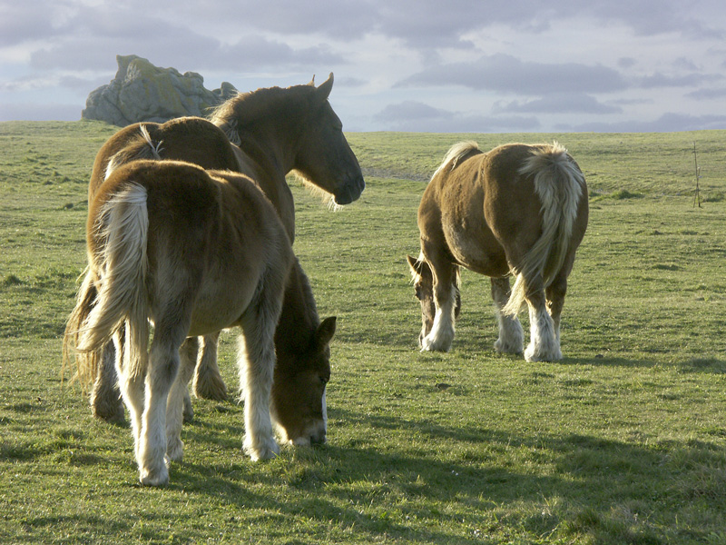 CHEVAUX_FERRE.jpg