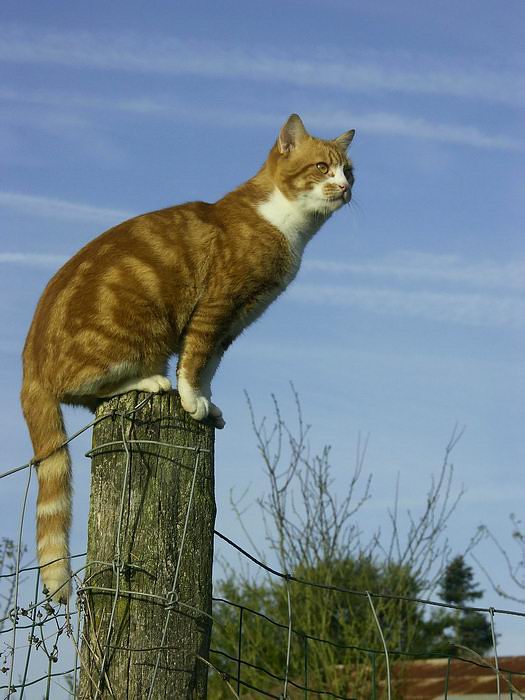 Chatperche2web.jpg