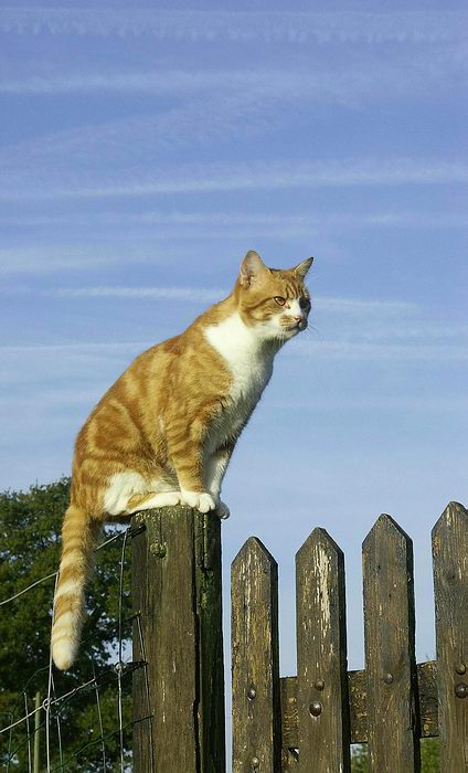 Chatperche5web.jpg
