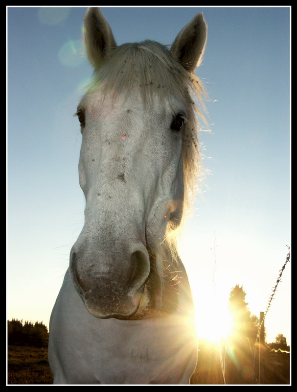Cheval.jpg