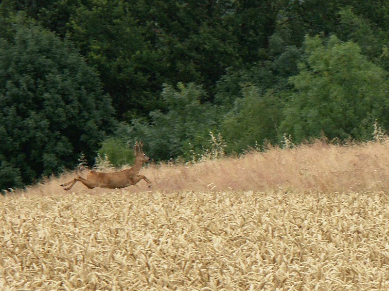 Chevreuil.jpg