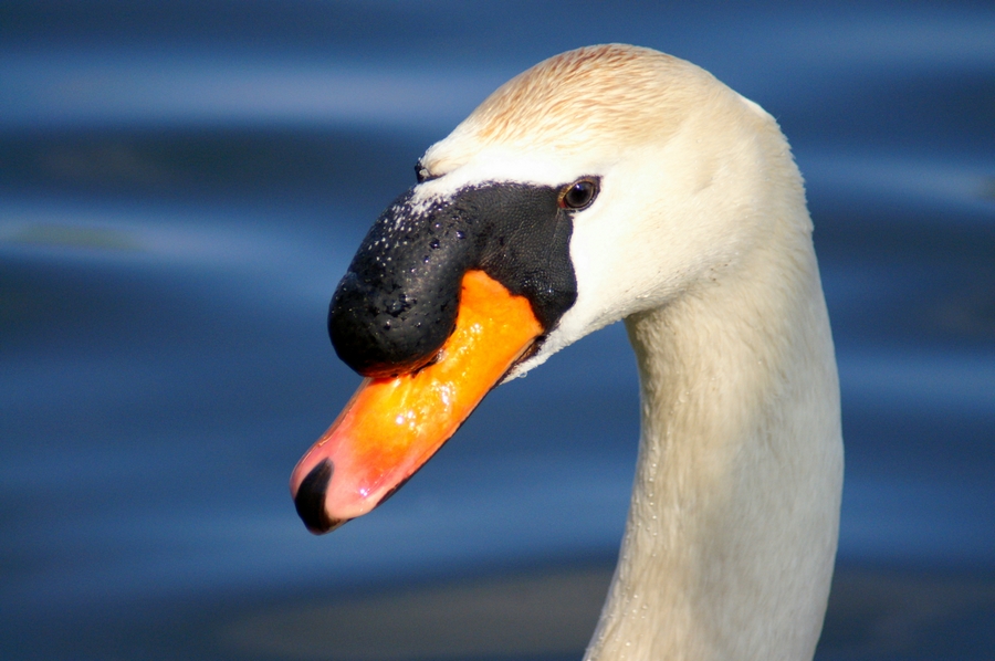 Cigne.jpg