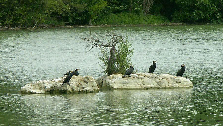 Cormorans194.jpg