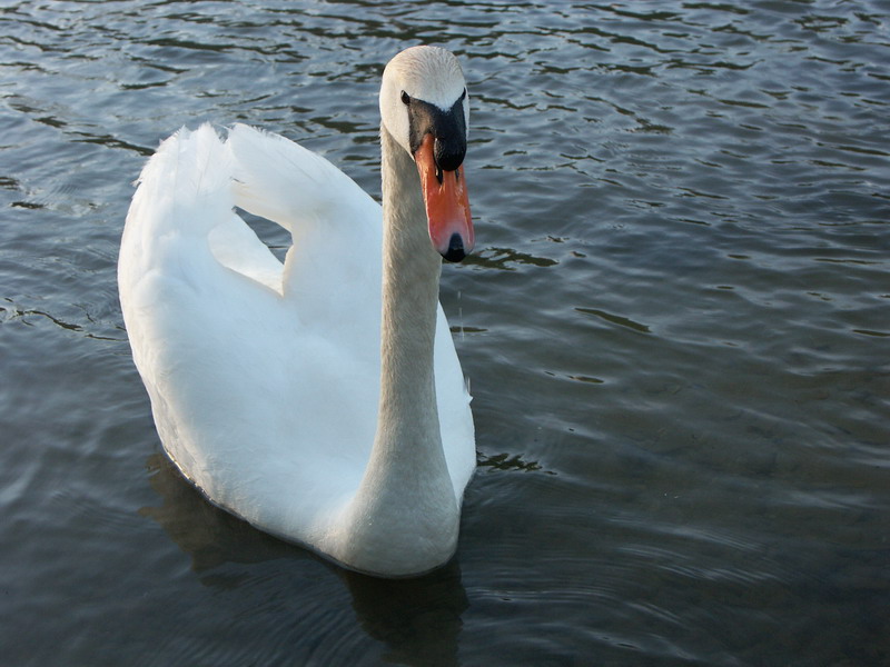 Cygne.jpg