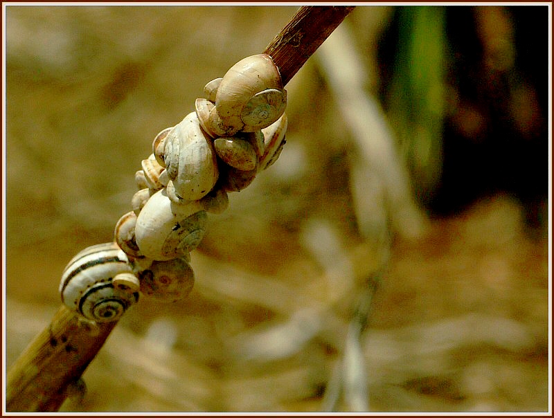 Escargot.jpg