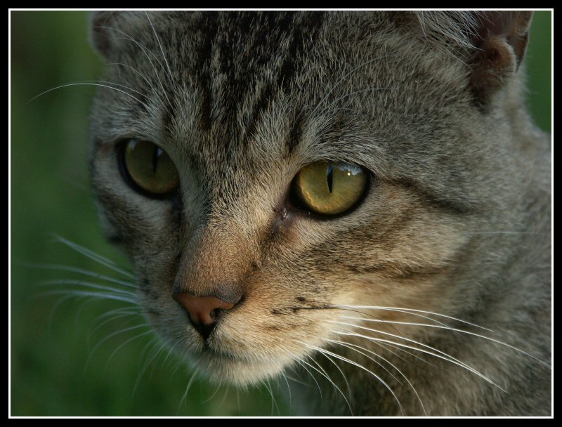 Felin.jpg