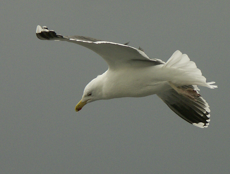 Goeland.jpg