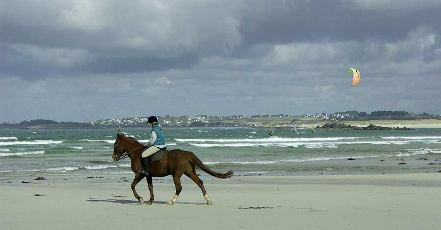 HORSE_01.jpg