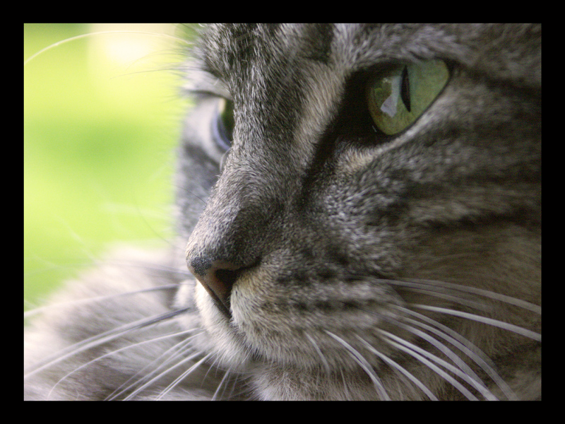 Le_regard_du_tigre.jpg