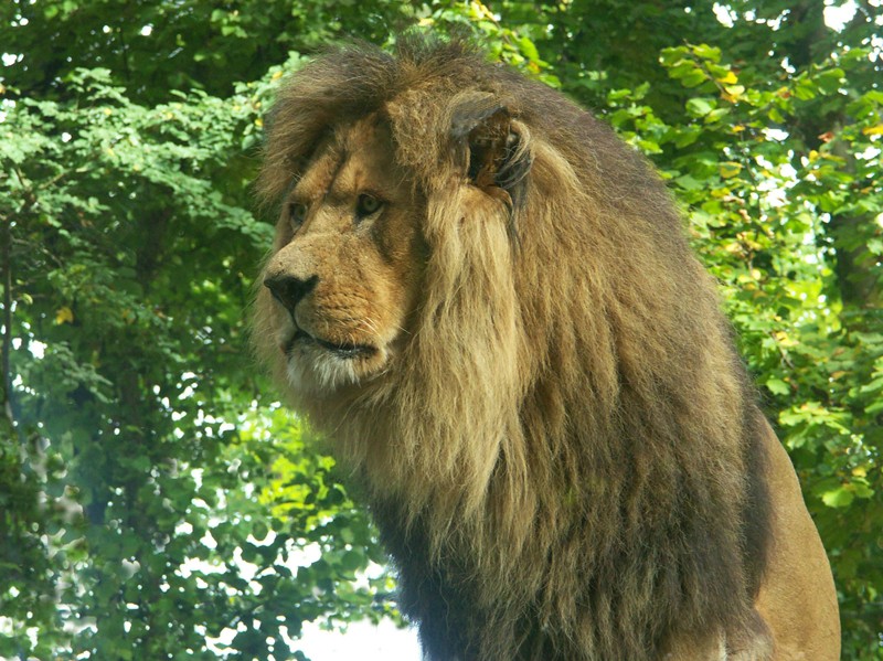 Lion_assis.jpg