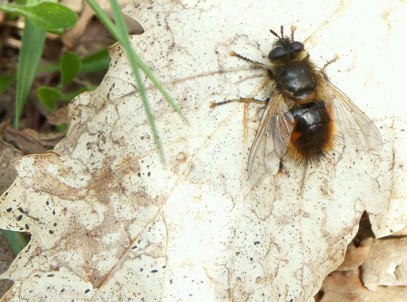 Mouche.jpg