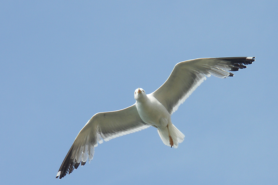 Mouette_AH.jpg