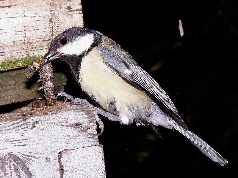 P4404b.jpg