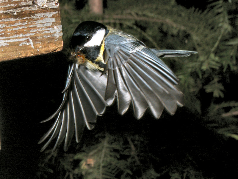P4840b.jpg