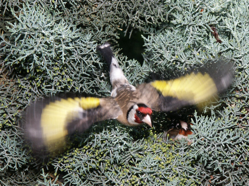 P6008c.jpg