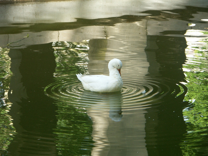PICT0414rpf.jpg