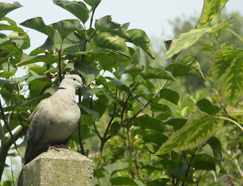 PICT2029.jpg