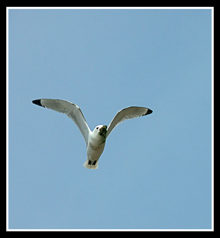 PICT2054copie.jpg