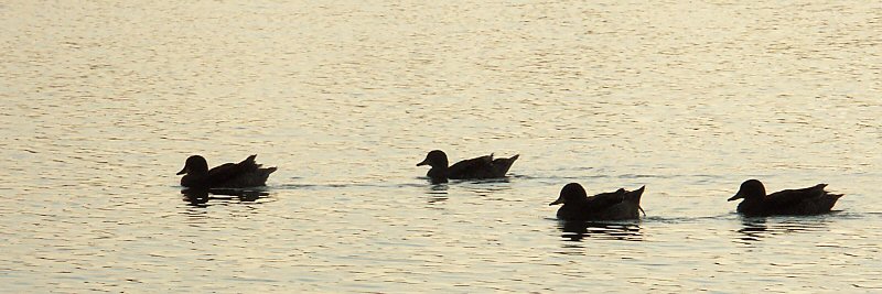 PanoCanard.jpg