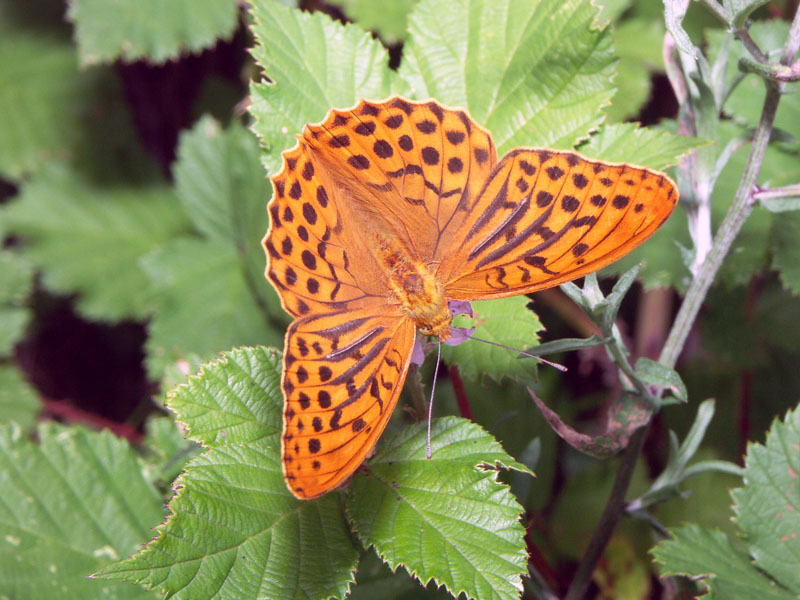 Papillon.jpg