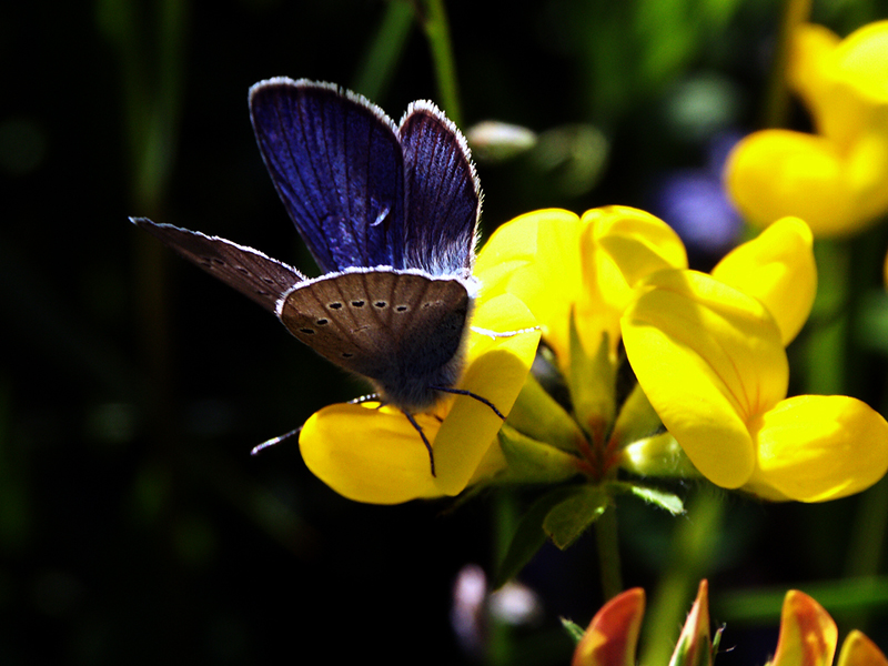 Papillon1.jpg