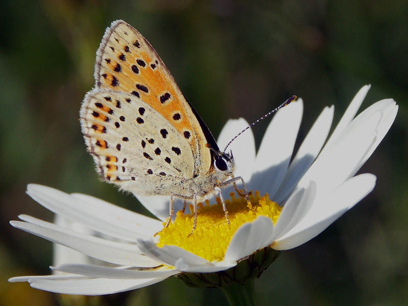Papillon2.jpg