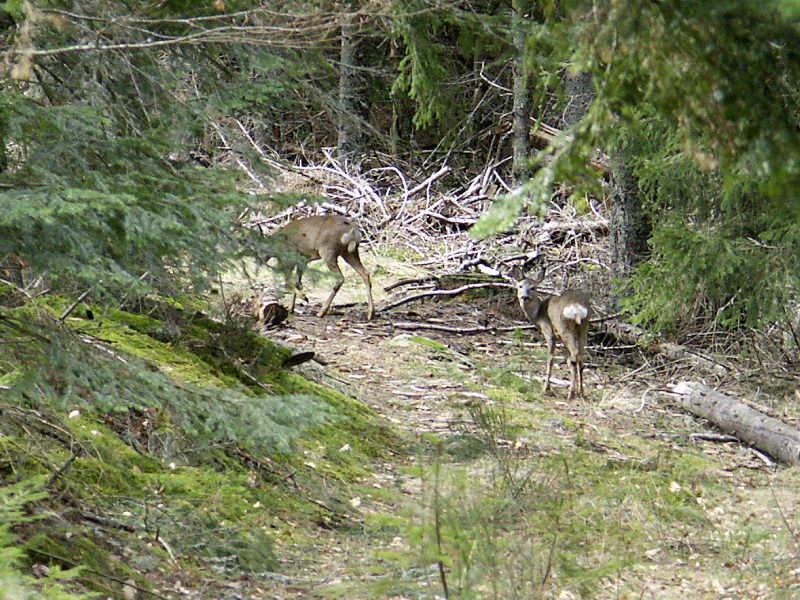 Pict0010.jpg