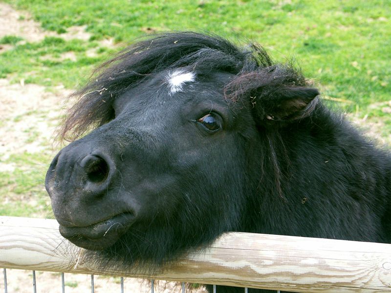 Poney.jpg