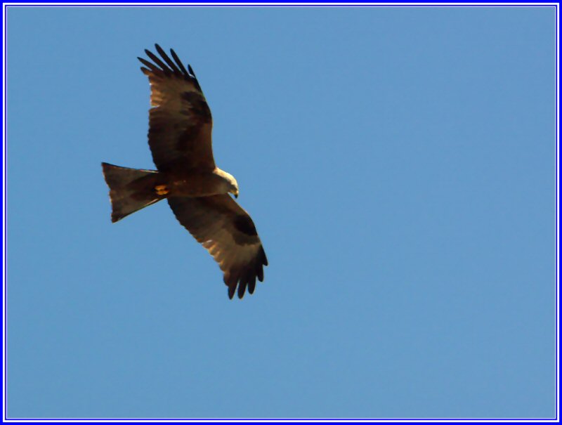 Rapace.jpg