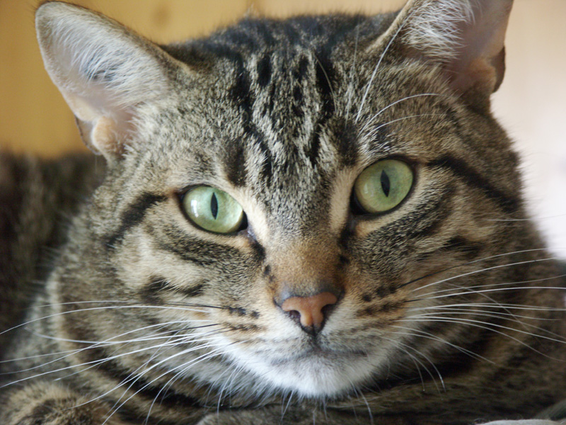 TeddyTheCat.jpg