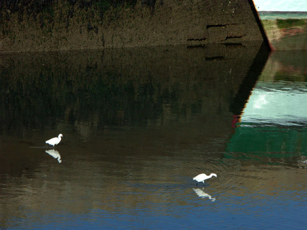 animaux_gn_1.jpg