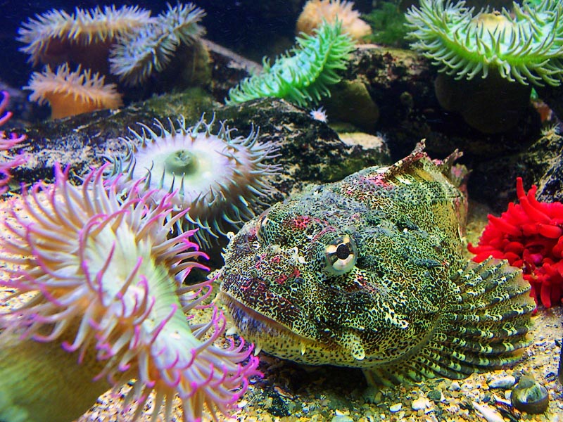 aquarium.jpg