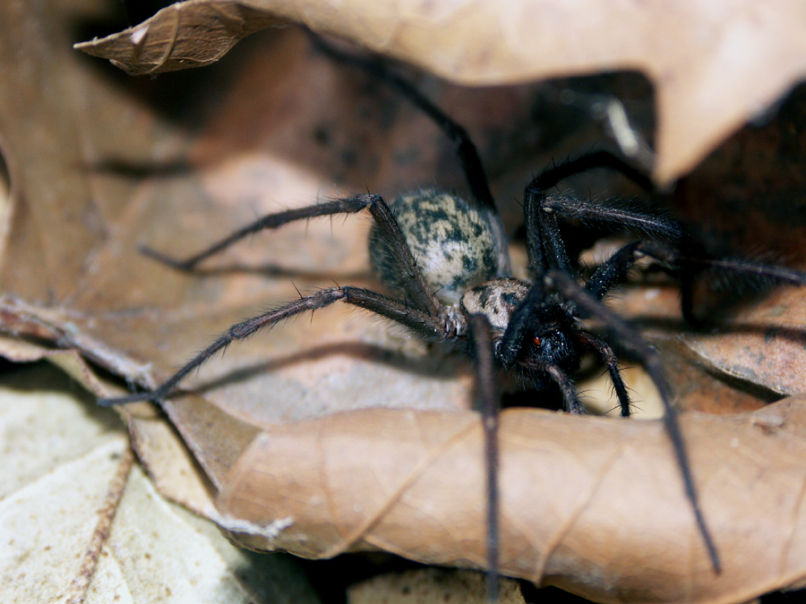 arachnide.jpg