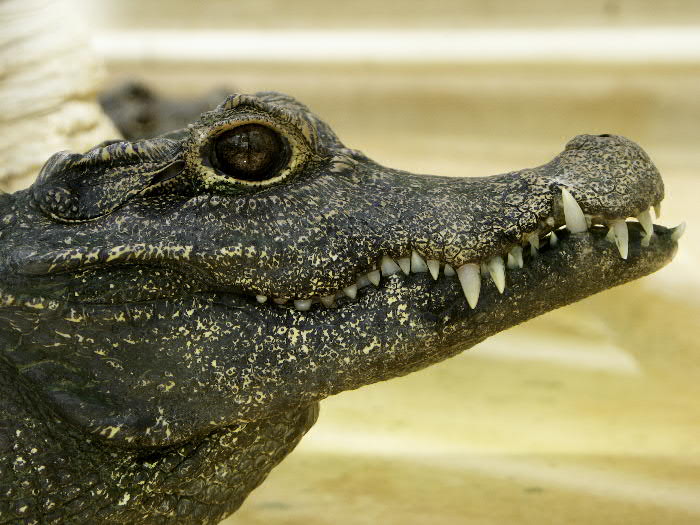 bebeCroco.jpg