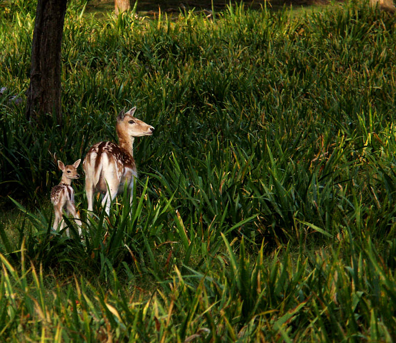 biche91.jpg