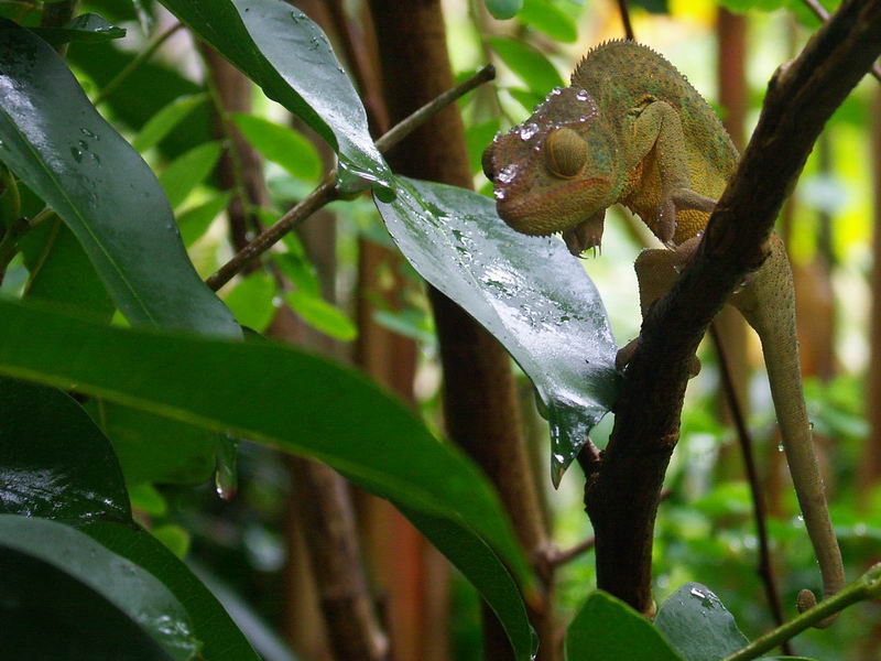 cameleon.jpg
