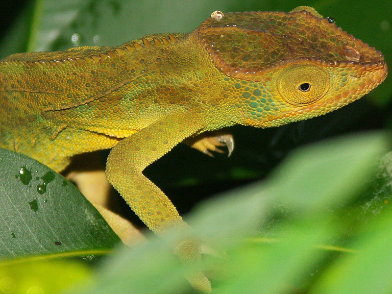 cameleon1.jpg