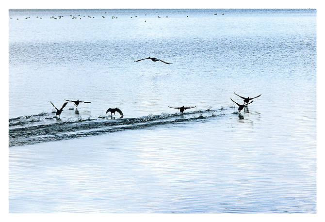 canard-2.jpg