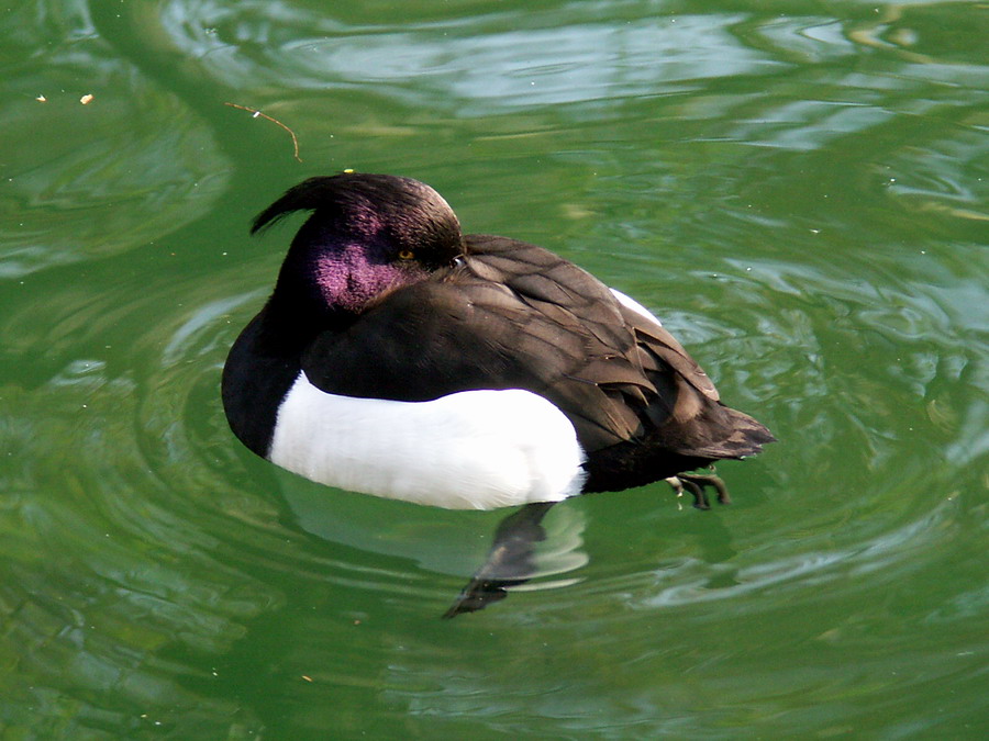 canard3.jpg