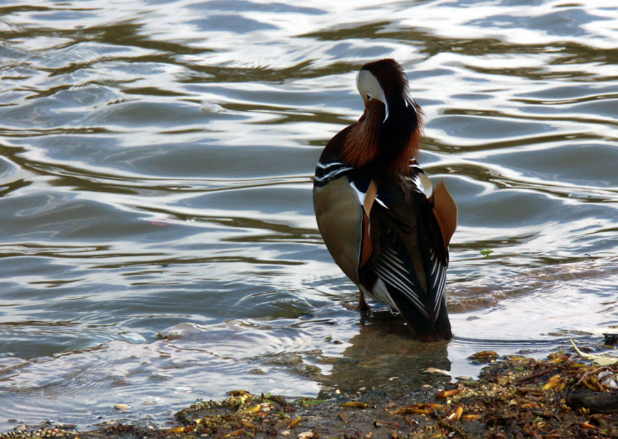 canard_13.jpg